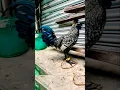 Download Lagu masarap padamihin #rooster