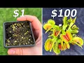 1 vs 100 Venus Flytrap