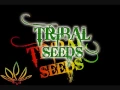 Download Lagu Tribal Seeds - Vampire