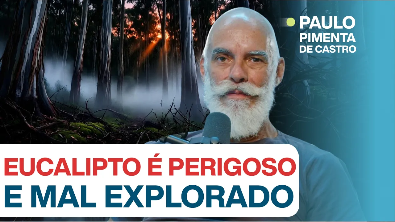 EUCALIPTO É PERIGOSO E MAL EXPLORADO c/ Paulo Pimenta de Castro