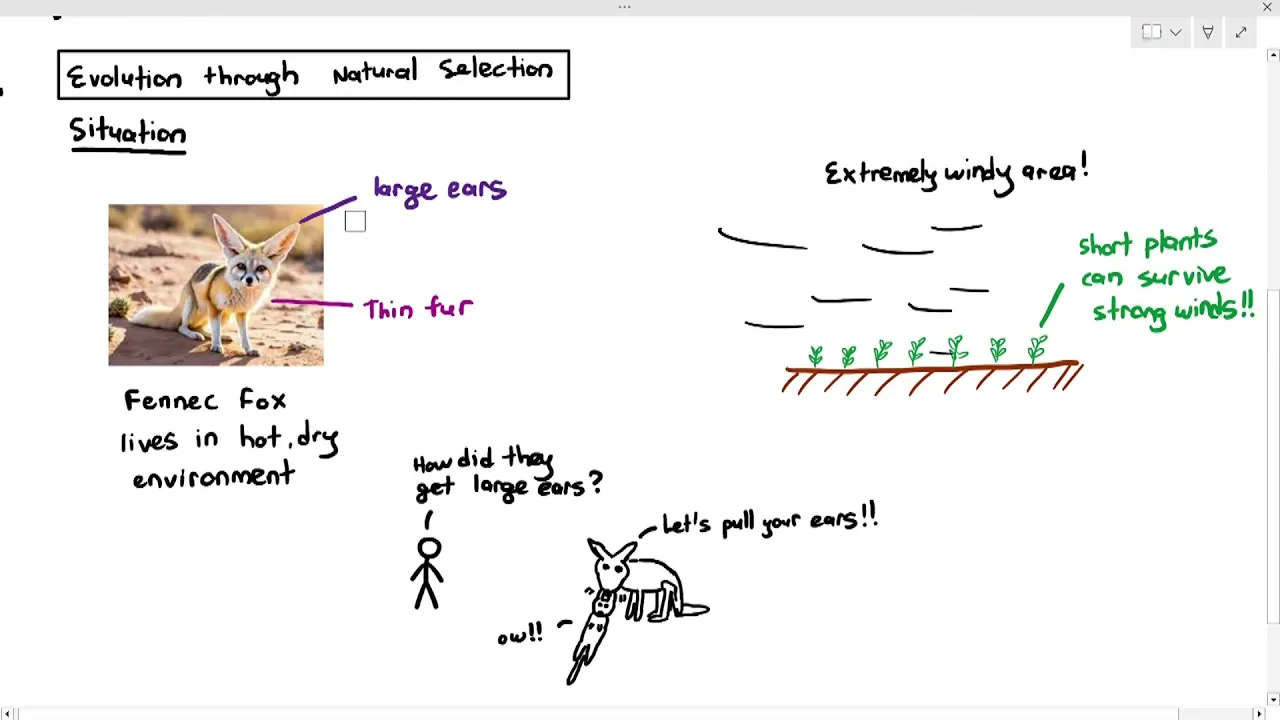 17-6 How Natural Selection leads to Evolution (Cambridge AS A Level Biology, 9700)