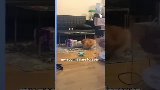 زوم زوم زوم زوم دارم رو اتاقم زوم می کنم   دندنها