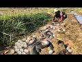 Amazing hand fishing a fisherman catch a lot of fish by hand 