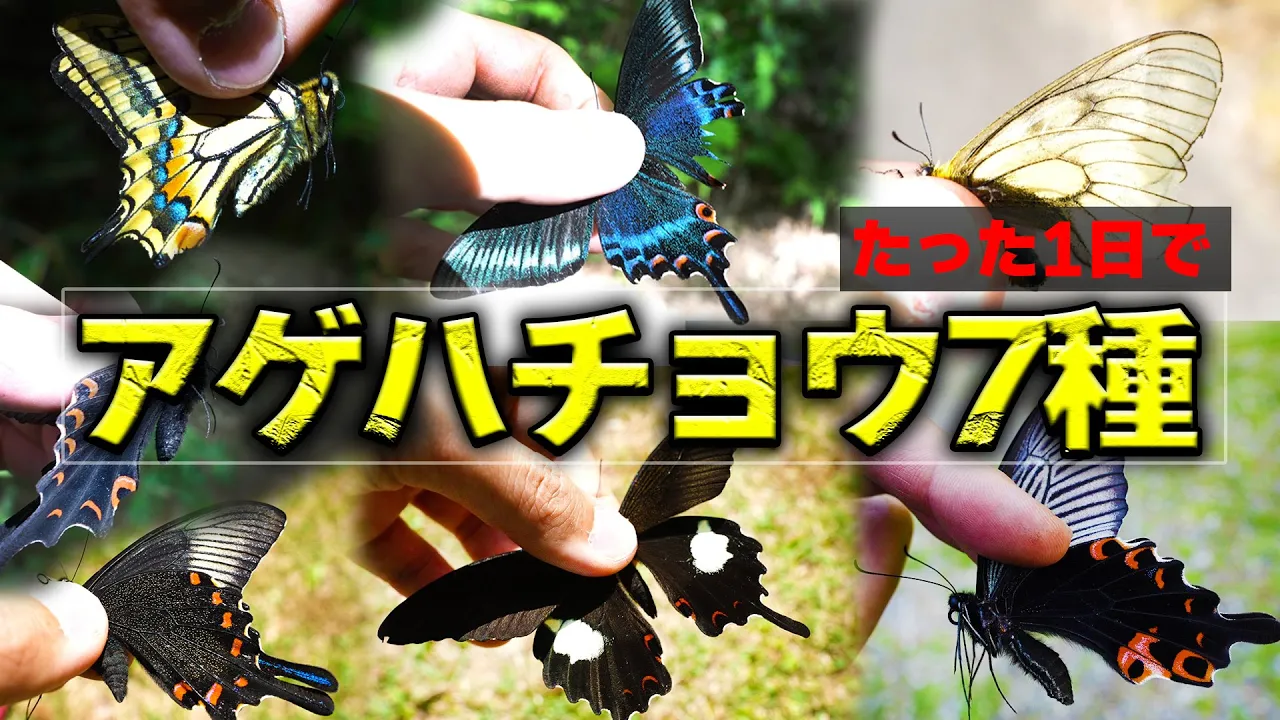 アゲハチョウ7種を全力で捕まえる！！