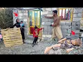 Download Lagu Love in the nomadic life of Ramin and Zeinab, building a winter hut♥