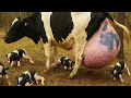 Download Lagu Zoveel kalveren... Eén verbazingwekkende moederkoe, heb je ooit zoiets gezien?