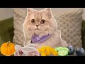 Download Lagu My Adorable Kitten Reviews Food