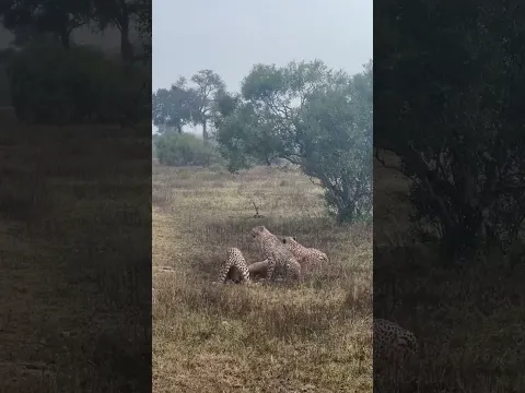 Three cheetahs join forces to hunt an impala