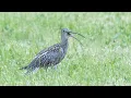Curlew cur-lee call