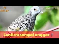 Download Lagu Suara untuk mikat merbok mp3