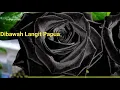 Download Lagu lagu || Dibawah Langit Papua || official music