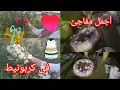 Download Lagu دوزنا هدا اللحظات رإيع دخلوا تعيشوا معي أجمل فرجي 🎂🥂#الحسيمة كربونيط 