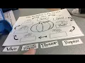 Life cycle of a pumpkin worksheet