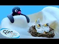 Download Lagu Pingu and the Bird's Mom 🐧 | Pingu - Official Channel | Cartoons For Kids
