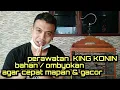 Download Lagu perawatan KING KONIN bahan/ombyokan agar cepat GACOR