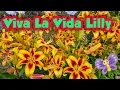 Download Lagu All About Viva La Vida Lilly || cheap flower plants
