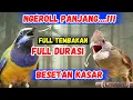MASTERAN KAPAS TEMBAK BESETAN KATEM, kapas tembak gacor, MASTERAN CUCAK cungkok gacor