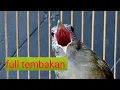 Download Lagu masteran kapas tembak jeda 1 menit