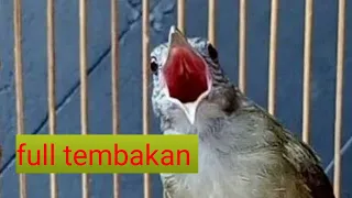 masteran kapas tembak jeda 1 menit