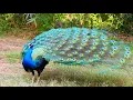 Download Lagu Peacock Bird, The Indian Peafowl, Most clear sounds 4k different videos \u0026 Mor Peacock dance