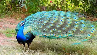 peacock bird the indian peafowl most clear sounds 4k different videos u0026 mor peacock dance