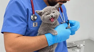 Dramatic Cats Realize It’s Their Turn for a Vet Checkup 🩺🤣