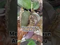 Download Lagu Daun Anggrek Bulan Layu‼️Begini Cara Mengatasinya #anggrekbulan #phalaenopsis #shorts