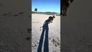 Happy girl !! .. #fyp #dream #doberman #pets #youtube