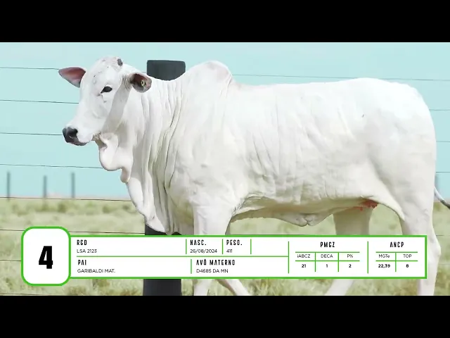 Novilha Nelore LSA - 2123