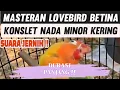 Download Lagu Masteran LOVEBIRD BETINA KONSLET Nada Minor Kering!!