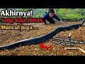 Download Lagu MERINDING! AKHIRNYA SANG RAJA HUTAN MUNCUL JUGA SETELAH HUTAN DI OBRAK ABRIK 