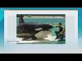 A new series by the Seattle Times focuses on the endangered orcas