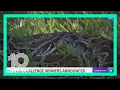 2022 Florida Python Challenge winner takes home 10 000 for bagging 28 snakes