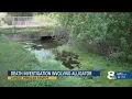 Witness recalls gruesome discovery of human remains massive gator in Pinellas County waterway