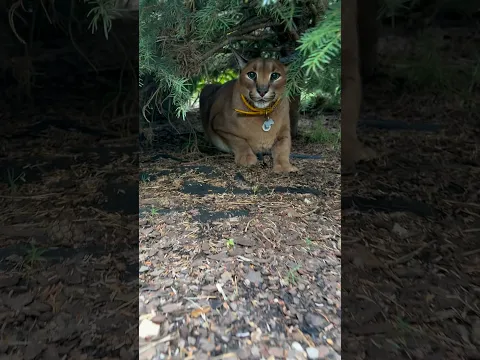 Hisser under the tree