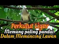 Download Lagu Memang Ampuh Suwara burung perkutut Di alam Liyar ,Untuk Pancingan@MangoenDjoyoChannel
