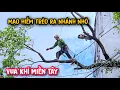 Download Lagu Vua Khỉ lên tận Sài Gòn, chỉ để cưa một cây Trâm ăn trái (Phần đầu)...
