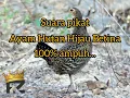 Download Lagu Suara Pikat terbaik Ayam Hutan Hijau Betina panggil jantan... The sound of female jungle fowl 🔥