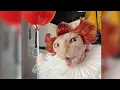 Best HALLOWEEN Pet Costumes ULTIMATE Compilation