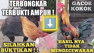 Download CARA MEMBUAT AYAM PIKAT RAJIN BERKOKOK MP3