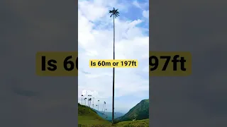 بلندترین درخت نخل  بلندترین  بزرگترین  درخت نخل دندنها