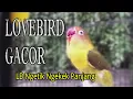 Download Lagu Masteran Suara Burung Lovebird Ngetik Ngekek Panjang Cepat Respon, Ampuh
