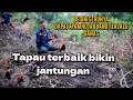 Download Lagu tapau terbaik-mikat ayam hutan-dapat ayam paling ganas