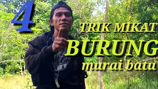 Download TRIK MIKAT MURAI BATU 2020 ll tutorial MP3