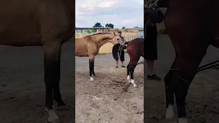 If You Allow No Kicking Or Making Trouble If You Don T Allow  If You Allow No Kicking Or Making Trouble If You Don T Allow