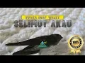 Download Lagu Suara Inap Walet Paling Respon SELIMUT AKAU