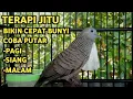 Perkutut Lokal Gacor Suara Super Kristal - Pancingan Malas Bunyi  (99%AMPUH BANGET)