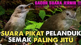 suara burung pelanduk semak gacor suara pikat pelanduk semak