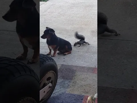 dog_squirrel