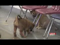Better Business Bureau warns of online puppy scams